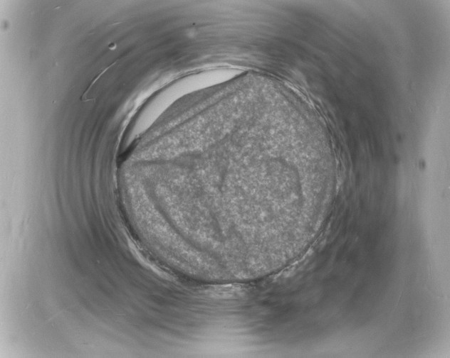 X0000085280050200704092217