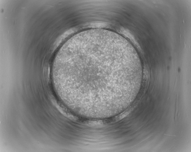 X0000085280110200704092216