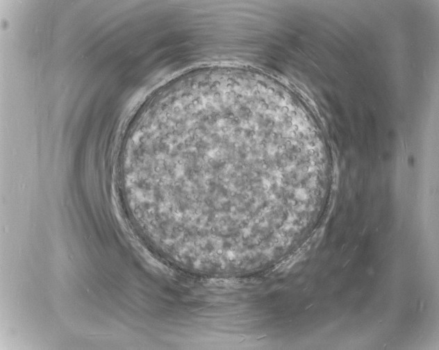 X0000085280145200704092215