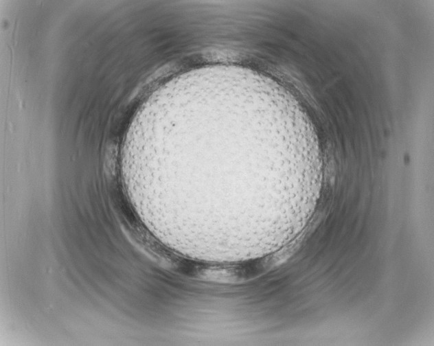 X0000085280171200704092215