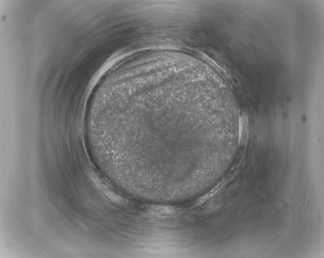 X0000085280195200704092215