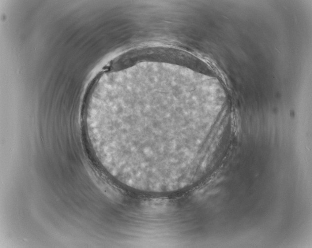 X0000085280196200704092215