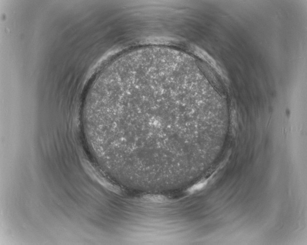 X0000085280203200704092215