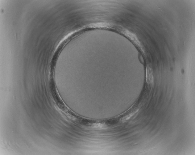 X0000085280204200704092215