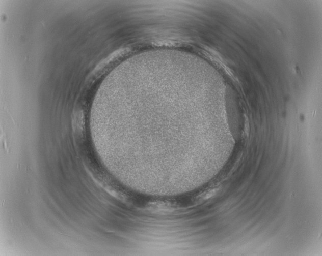 X0000085280211200704092215