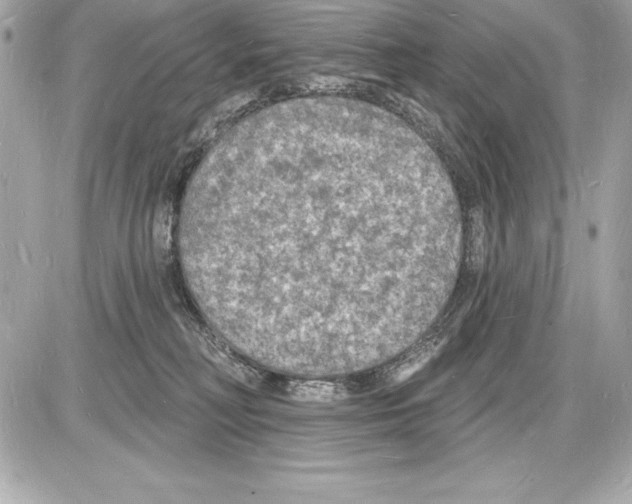 X0000085280230200704092214