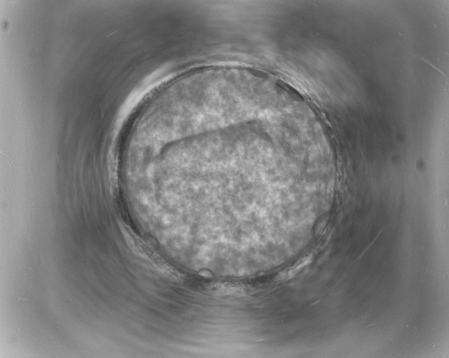 X0000085280343200704092212