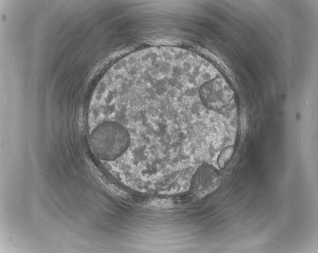 X0000085280353200704092212