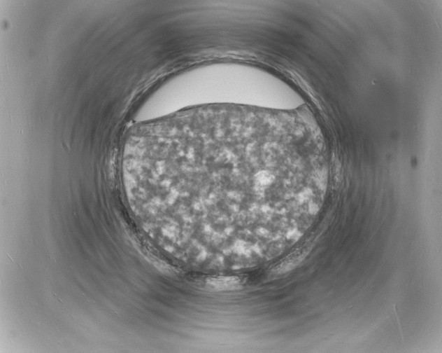 X0000085280357200704092212