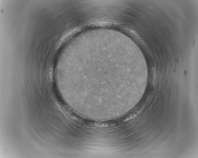 X0000085280640200704092207