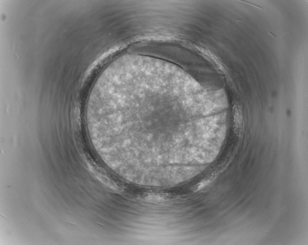 X0000085280684200704092207