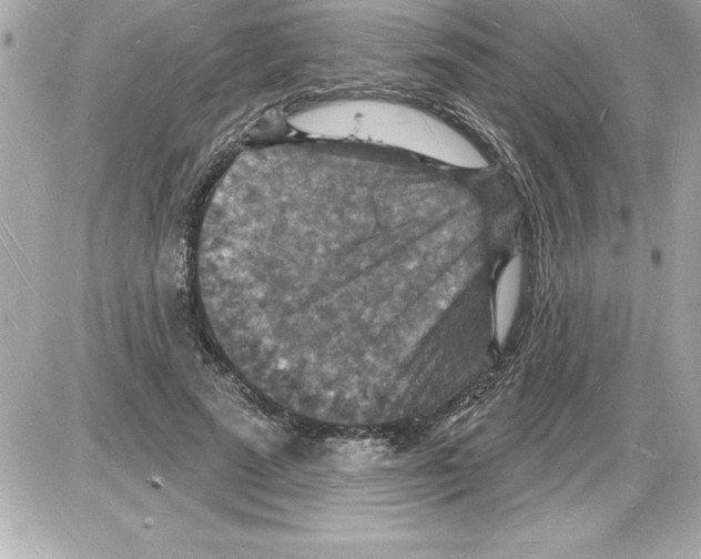 X0000085280689200704092207