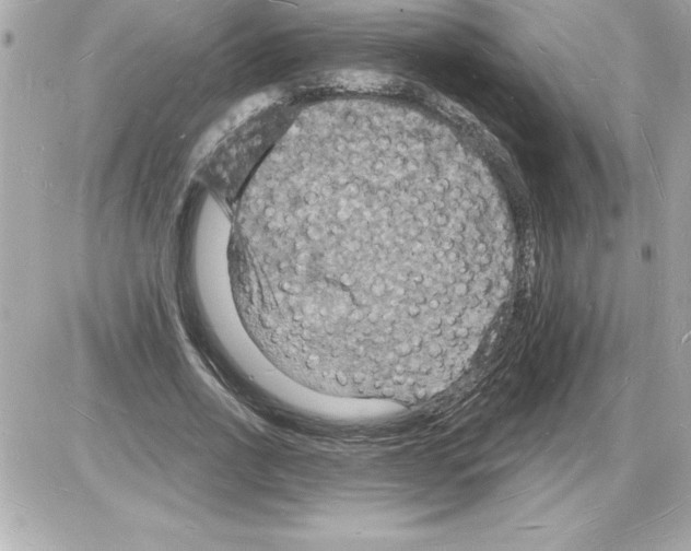 X0000085280734200704092206