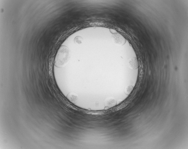 X0000085280755200704092206