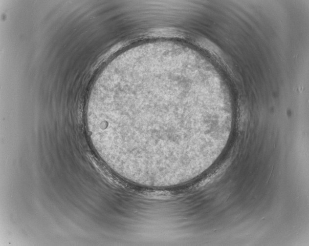 X0000085280833200704092204