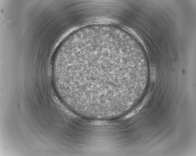 X0000085280835200704092204