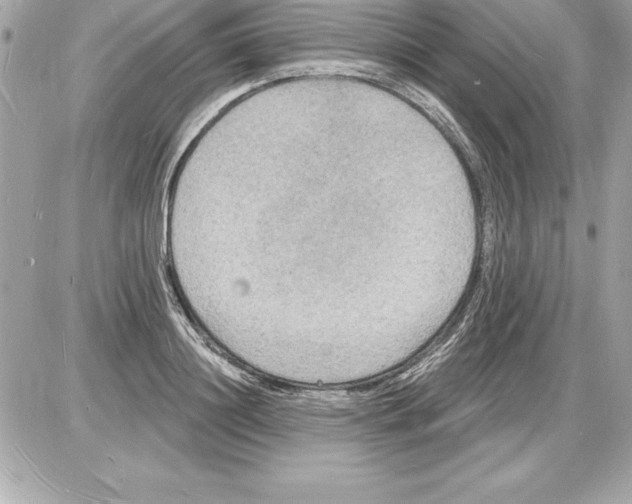 X0000085280844200704092204