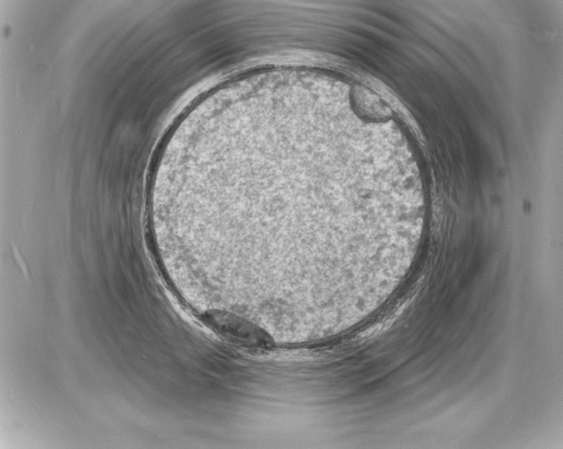 X0000085280845200704092204