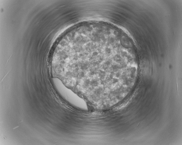 X0000085280879200704092204