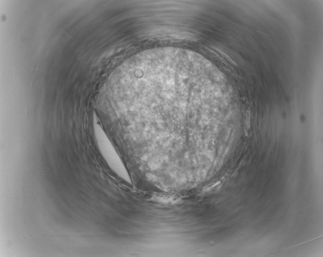 X0000085280917200704092202