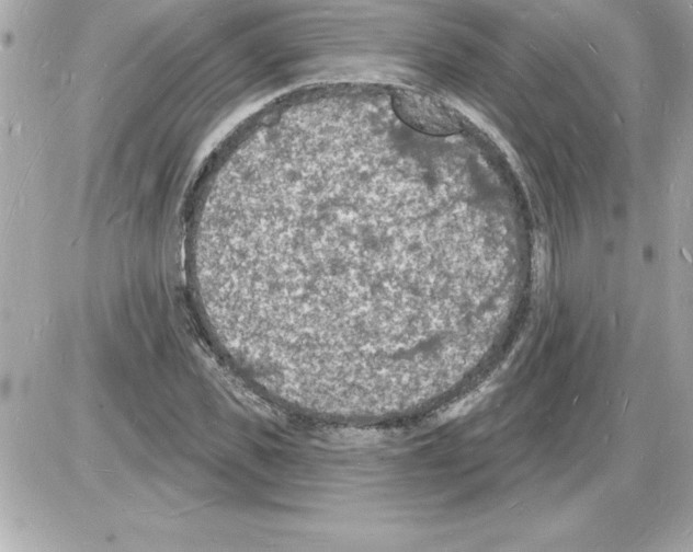 X0000085280925200704092202