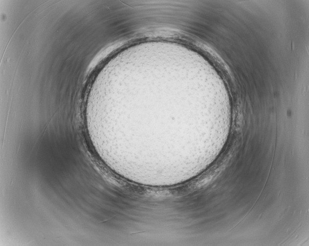 X0000085280978200704092202