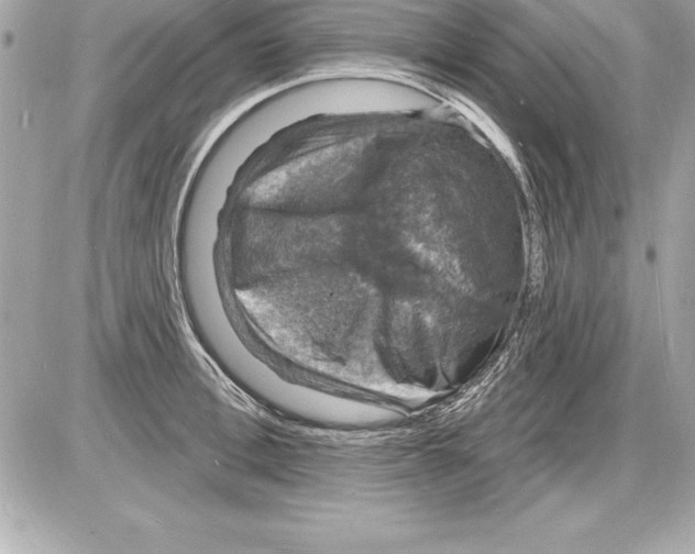 X0000085280996200704092201