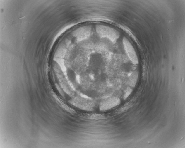 X0000085281024200704092201