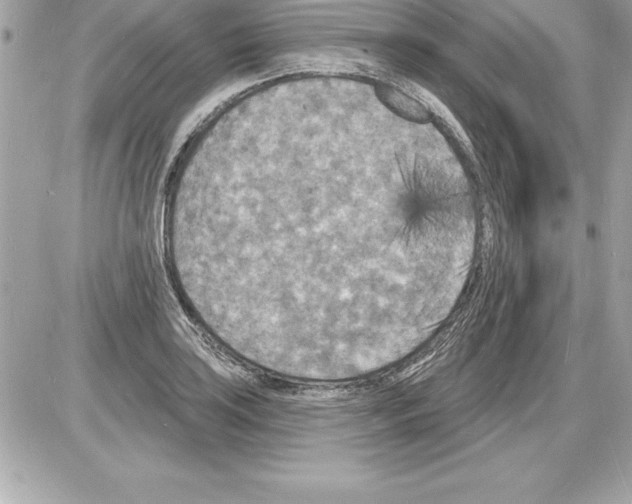 X0000085281035200704092201