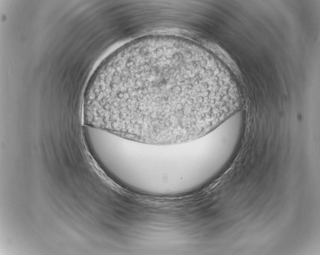 X0000085281036200704092201