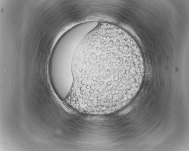 X0000085281040200704092201