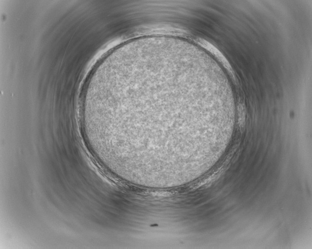 X0000085281043200704092201