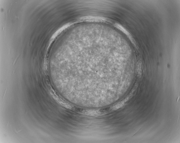 X0000085281074200704092200