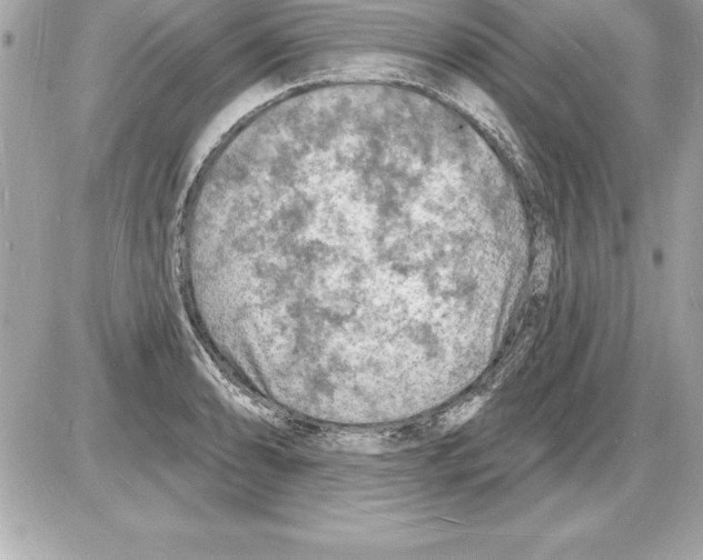 X0000085281086200704092200