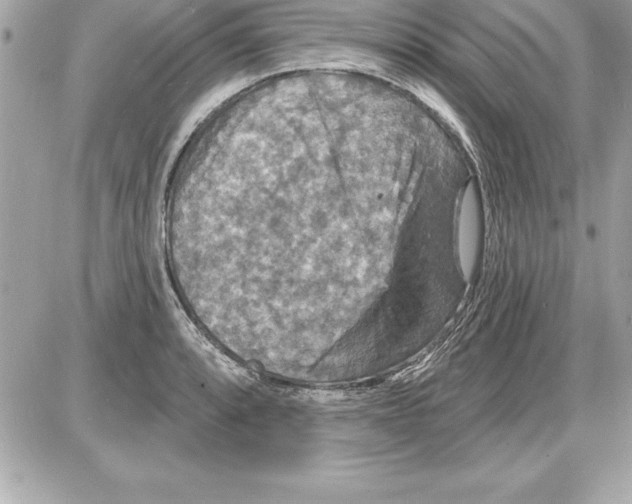 X0000085281088200704092200