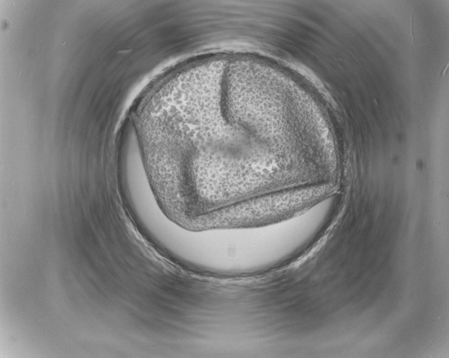 X0000085281118200704092159