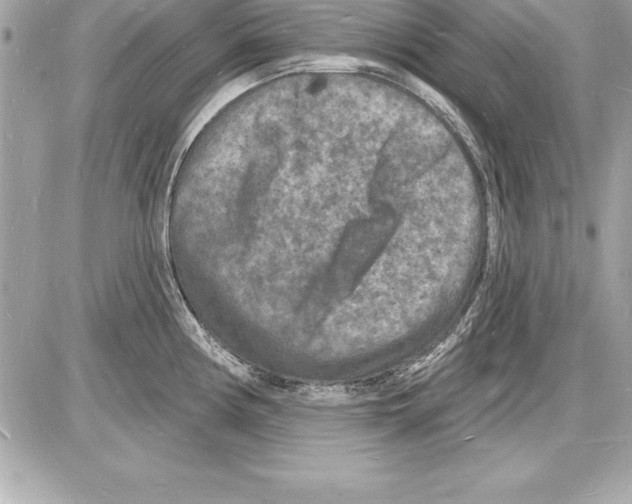 X0000085281194200704092158