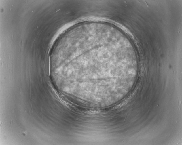 X0000085281223200704092157