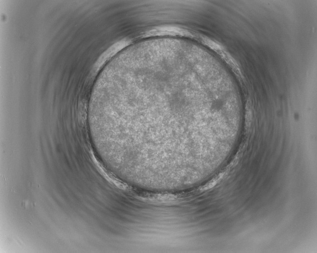 X0000085281233200704092158