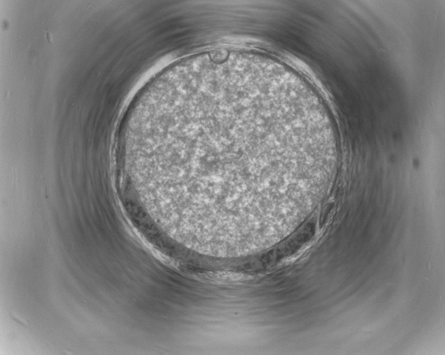 X0000085281235200704092158