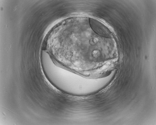 X0000085281239200704092158