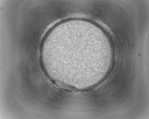 X0000085281264200704092157