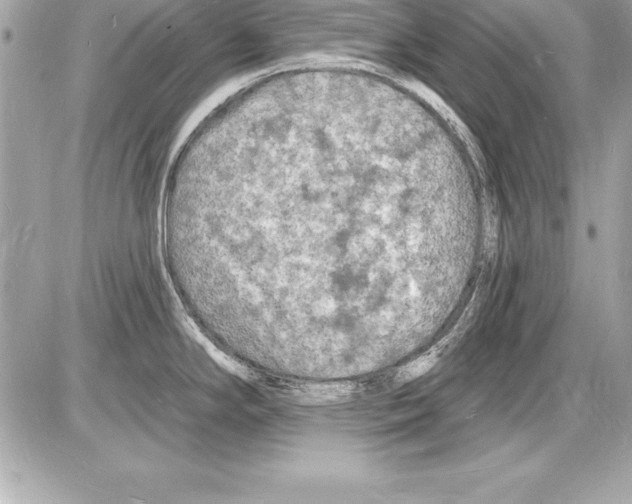 X0000085281294200704092156