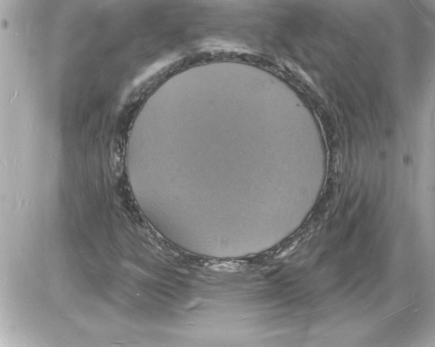 X0000085281303200704092156