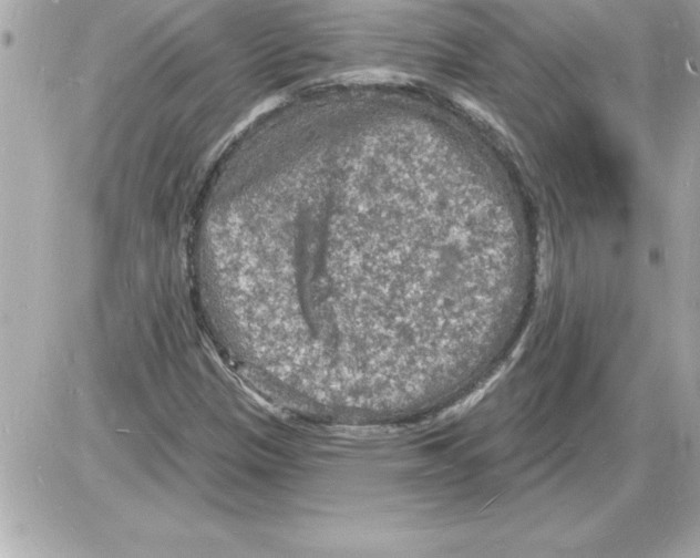 X0000085281305200704092156