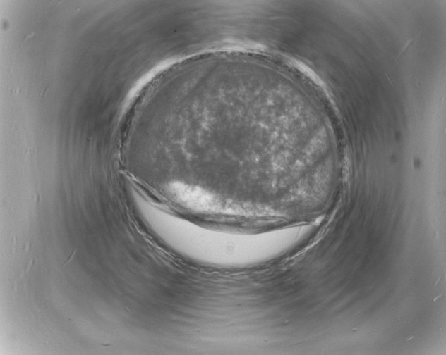 X0000085281310200704092156