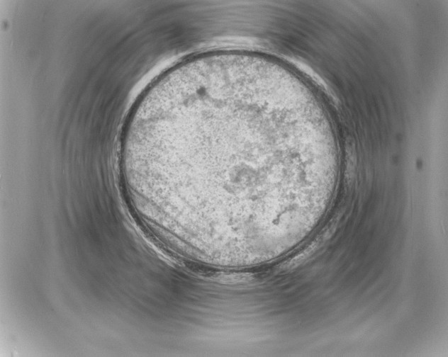 X0000085281325200704092156