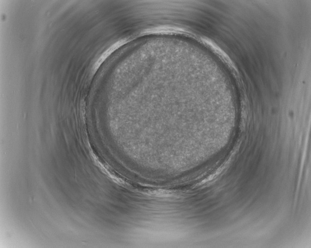 X0000085281329200704092156