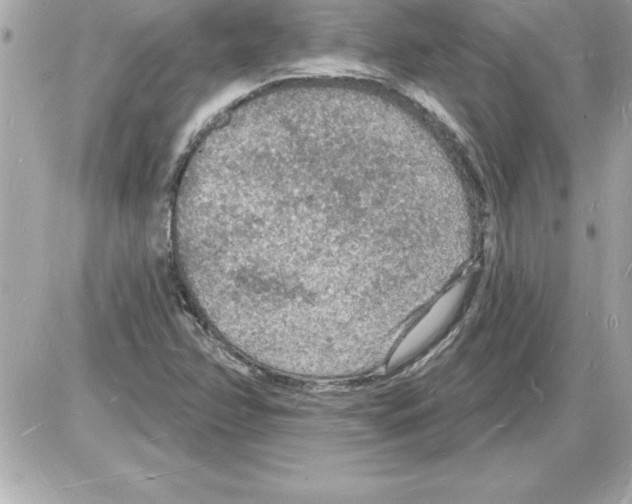 X0000085281358200704092155