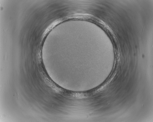 X0000085281362200704092155